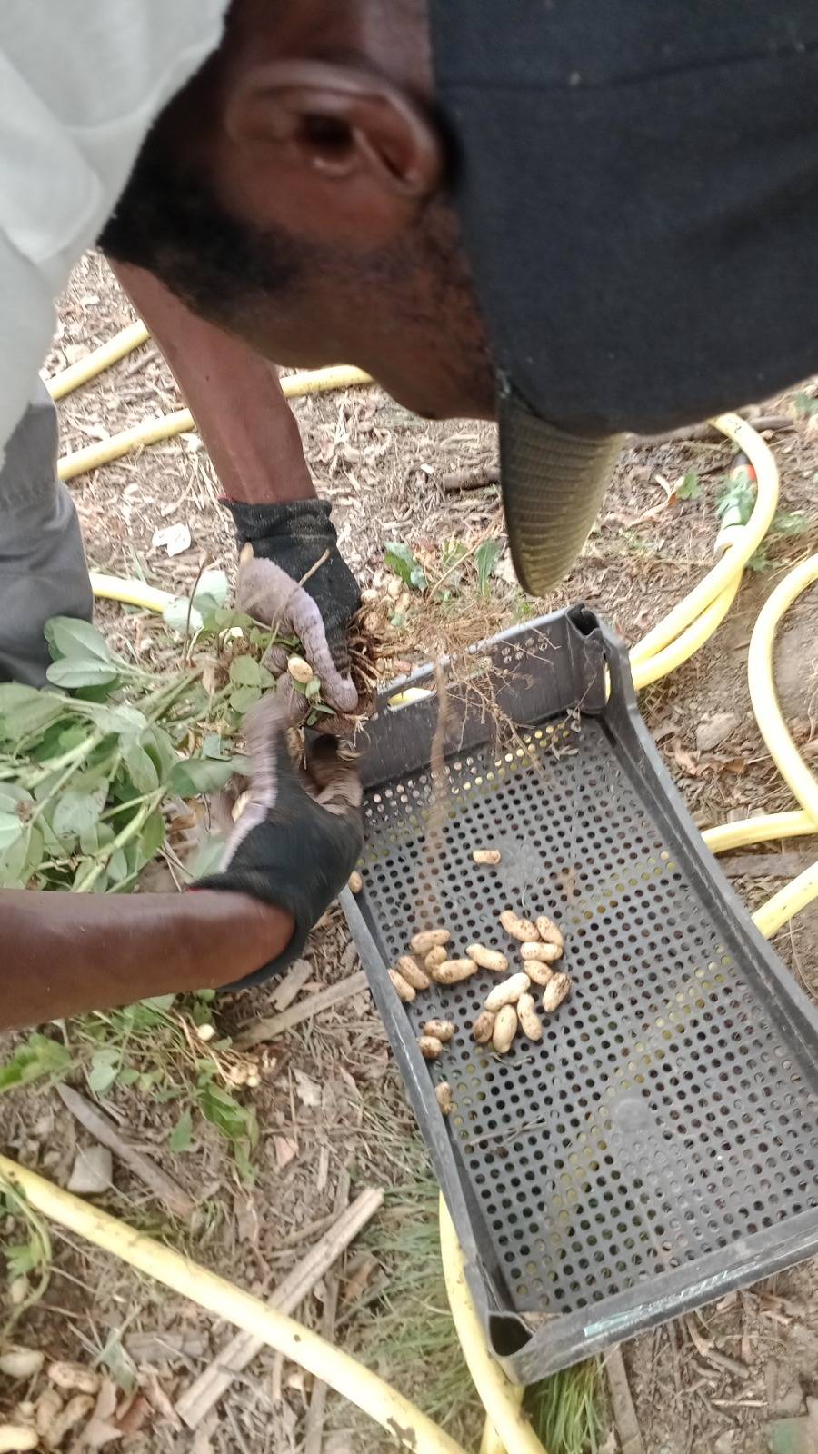 A Cocquio Trevisago il progetto di integrazione sociale passando per l\'agricoltura