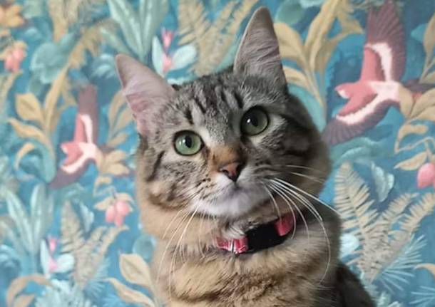 I gatti dei lettori di Legnanonews, che tenerezza!