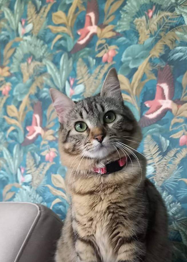 Gatti lettori Legnanonews