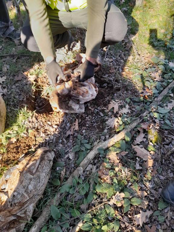 SOS Metal detector nei boschi dello spaccio in valle Olona 