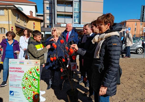 A Varese spuntano i melograni della Fondazione Ascoli