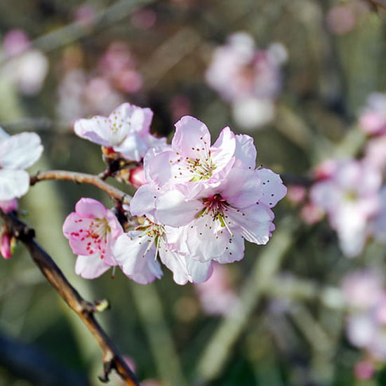 Dott.      ARMANDO      MAGGIORA