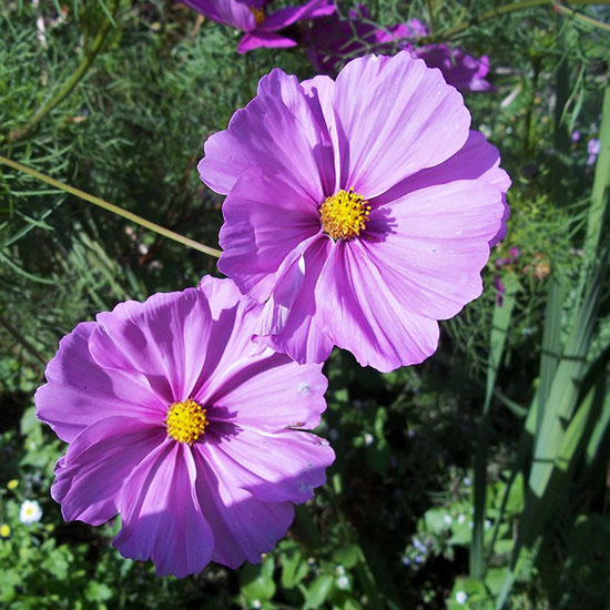 IRIDE        GUZZON            ved.        CAVAZZIN