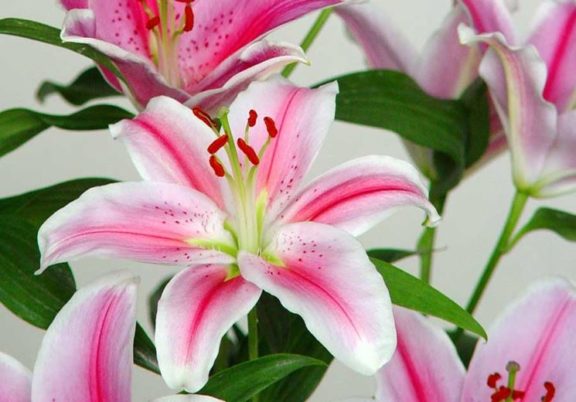Lilium